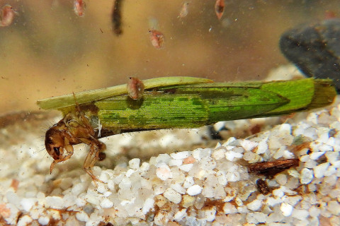 Kokerjuffer met plantendeeltjes