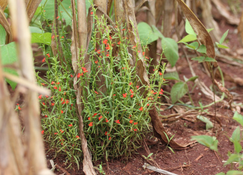 Striga Asitica on maize