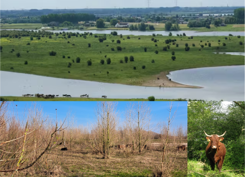 The effects of Rewilding on woody-plant regeneration and open-woodland mosaics