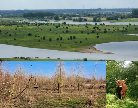 The effects of Rewilding on woody-plant regeneration and open-woodland mosaics