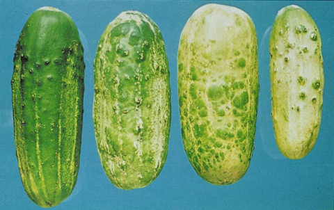 cucumbers with cucumber mosaic virus