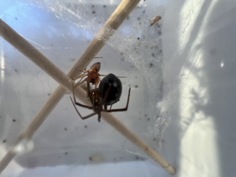 False widow spiders