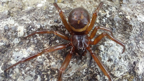False widow spider on rock