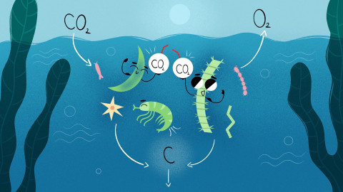 Freshwater ecosystems