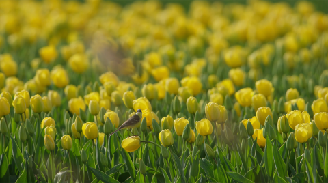 Gele kwikstaart in een tulpenveld