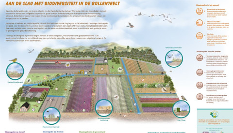Poster biodiversiteit in de bollenstreek