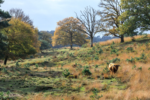 Nationaal Park Veluwezoom