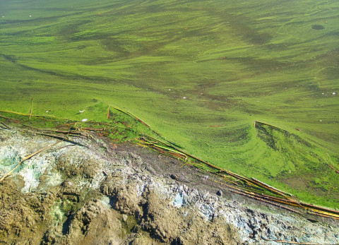 Blauwalgen en drijfhout