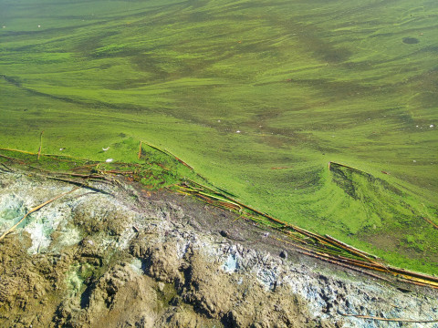 Blauwalgen en drijfhout