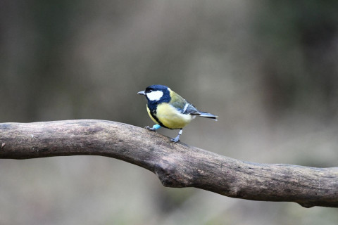 Een koolmees staat op een tak. De koolmees heeft een blauwe en een witte ring om zijn pootjes 