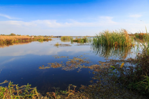 Oostvaardersplassen
