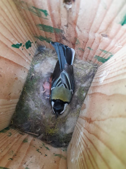 Koolmees op nest