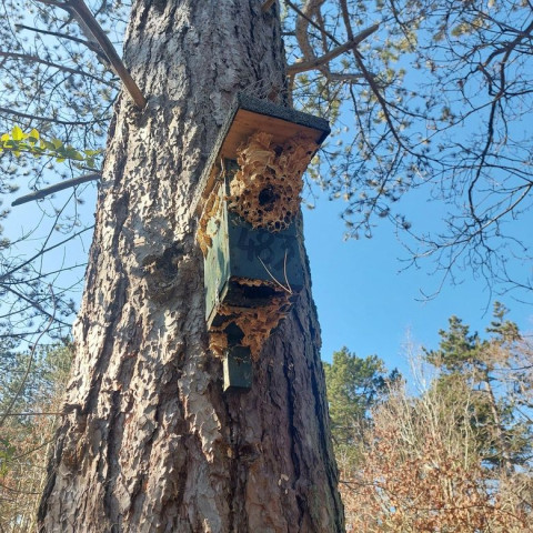 Nestkast beleef de lente