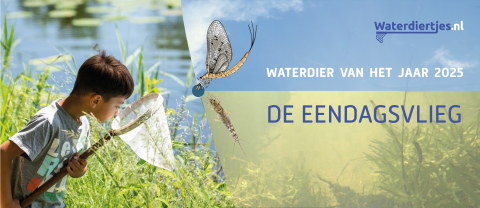 Jaar van de eendagsvlieg
