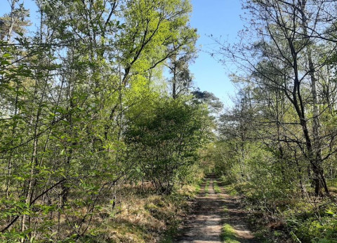 Beleef de lente