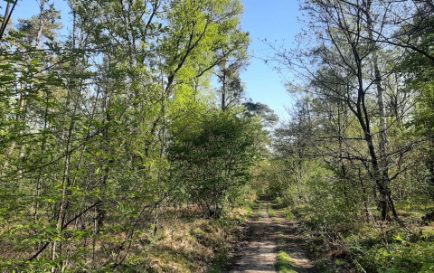 Beleef de lente