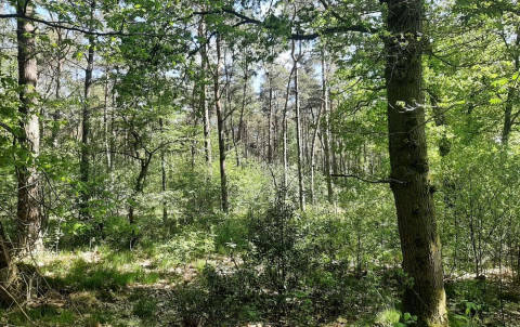 Bos