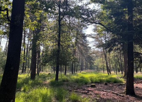 Bos beleef de lente
