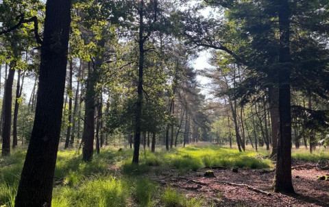 Bos beleef de lente