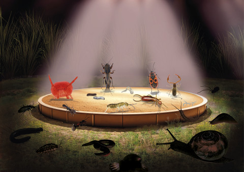 Soil Animal Days 2025: meet the Little Eleven!