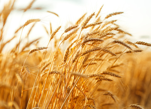 Grain crops
