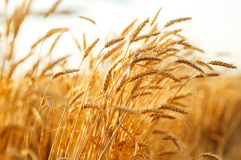 Grain crops