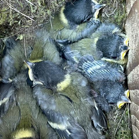 Koolmezen in nestkast