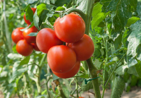 Tomatenplant