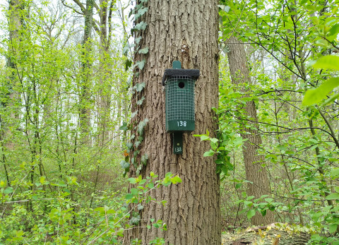 Nestkast 138 hangt aan een boom in het bos