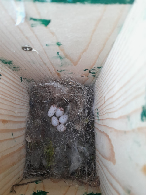 Nestkast met 5 koolmeeseieren