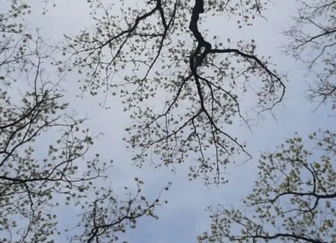 Uitlopende bomen in het voorjaar