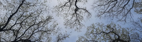 Uitlopende bomen in het voorjaar