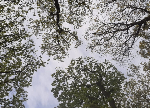 Boomkronen van onderaf gezien