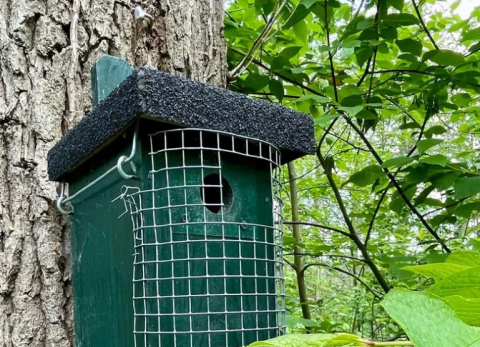 Nestkast 138 close-up