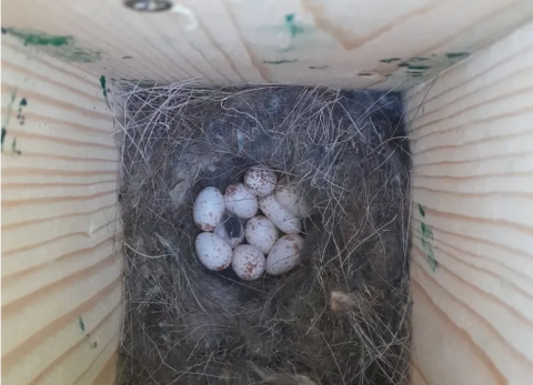 Nestkast 138 op 7 april 2026