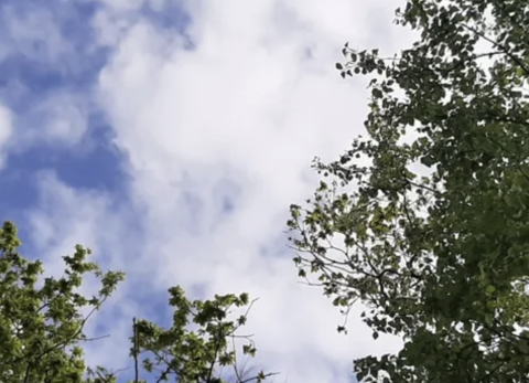 Bomen uitgelopen half mei