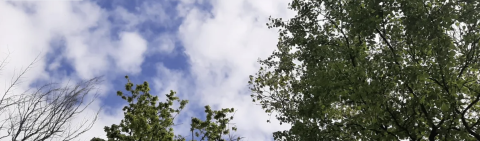 Bomen uitgelopen half mei