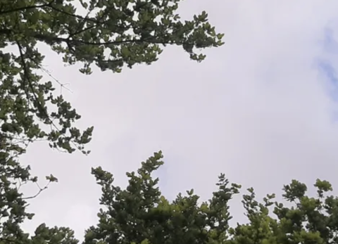 Bomen verder uitgelopen in de lente
