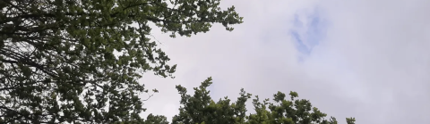 Bomen verder uitgelopen in de lente