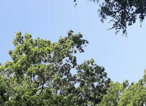 Bomen vol in blad 26 mei