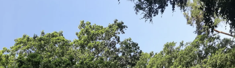 Bomen vol in blad 26 mei