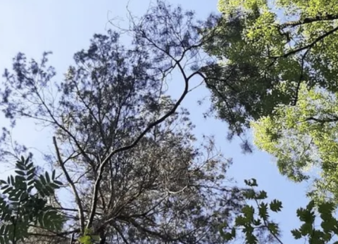 Bomen uitgelopen 7 mei