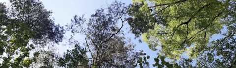 Bomen uitgelopen 7 mei