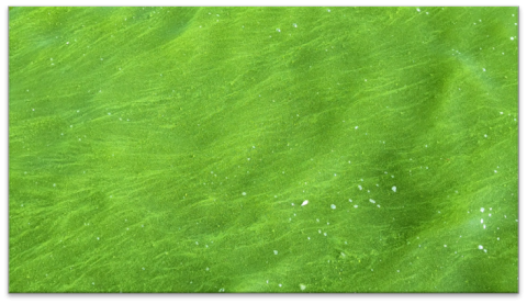 Cyanobacteria