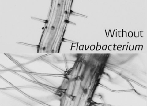 Flavobacterium