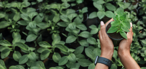 Hands of woman with smartwatch holding flower sprout