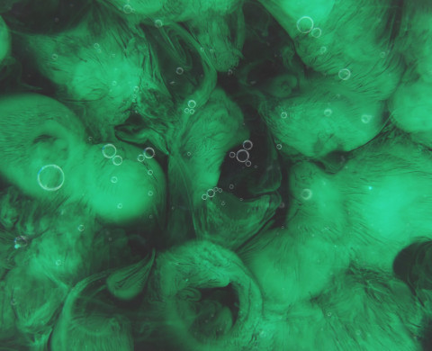 Algae