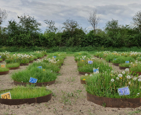 Bodembiodiversiteit onderzoeken