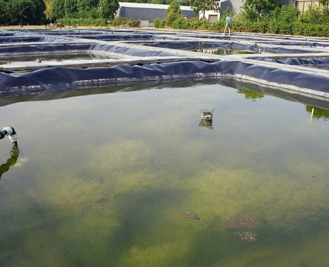 Experimental ponds Loenderveen