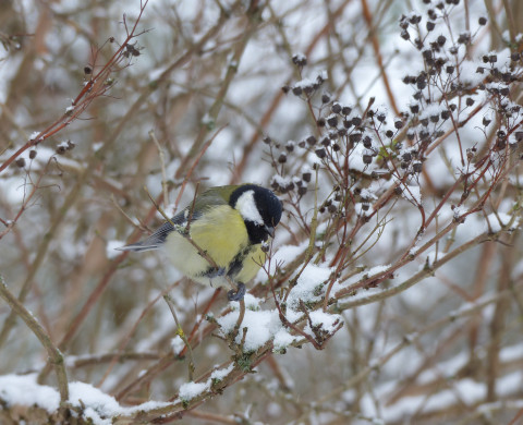 Koolmees in de sneeuw